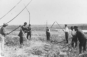 Doukhobors harvesting Rye