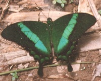 Papilio daedalus butterfly
