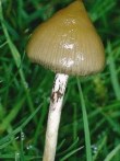 Psilocybe