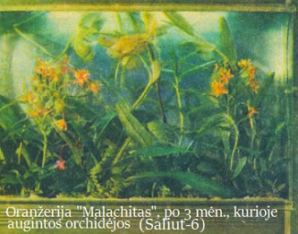 Oranerija Malachit Saliut-6