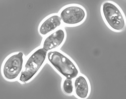 Yarrowia lipolytica