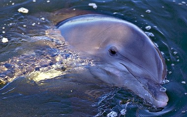 Bottlenose Tursiops