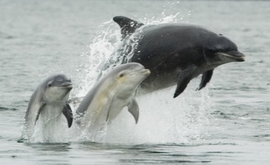 Bottlenose Tursiops