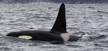 Orca: Killer whale