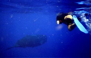 Meeting with Cachalot, Hawaii