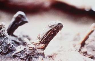 Tent stakes: Monte Verde excavation