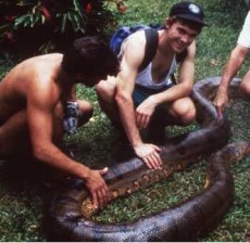 Anaconda