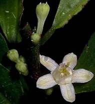 Coca flower