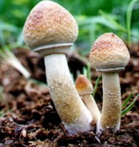 Psilocybe cubensis