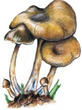 Psilocybe caerulescens var. mazalecorum