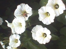 Rivea corymbosa