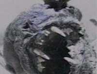 Strange chupacabra