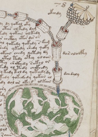 Voynich manuscript; Herbal section
