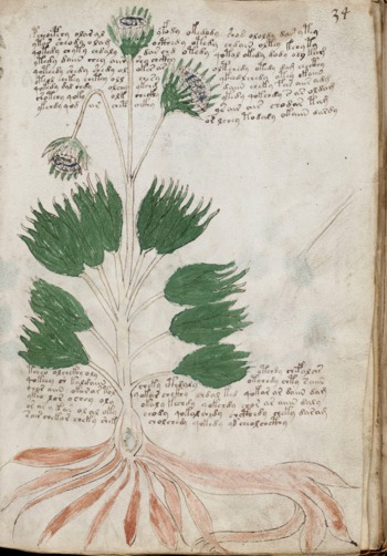 Voynich manuscript; Herbal section
