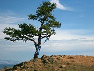 Shaman Tree