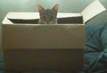 Cat in box
