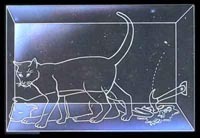 Schrodinger Cat