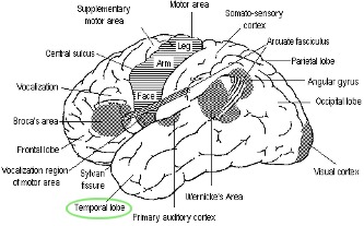 Brain Lobes
